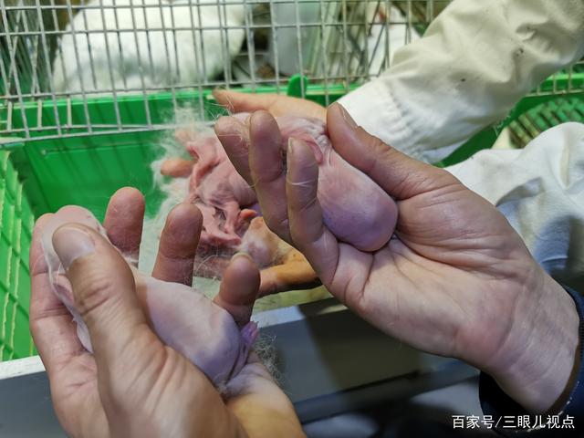 刚出生的小兔子他养殖的兔子每年主要销售到四川,四川对兔子的需求量