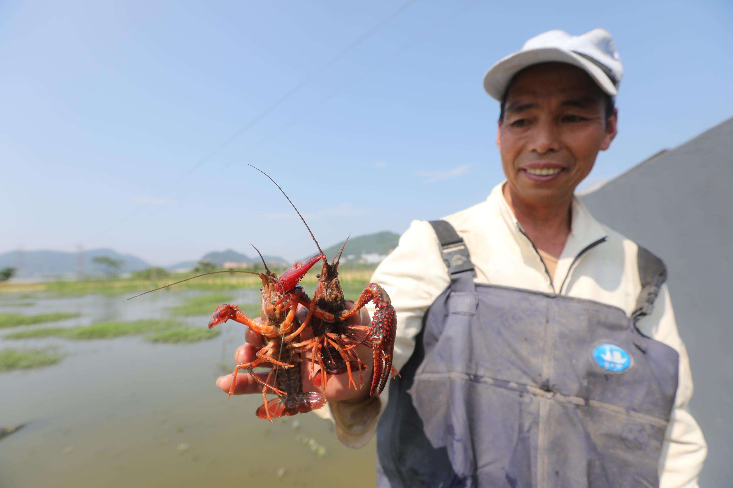 小龙虾对水质的要求不是很高,一般在稻田里河里,池塘内,沼泽地都可以