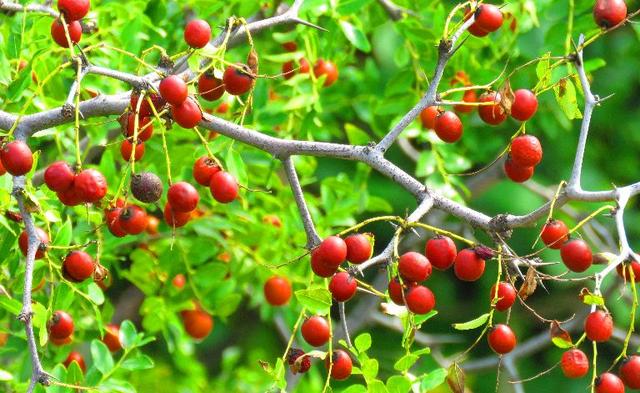 酸枣树成了农民的致富树