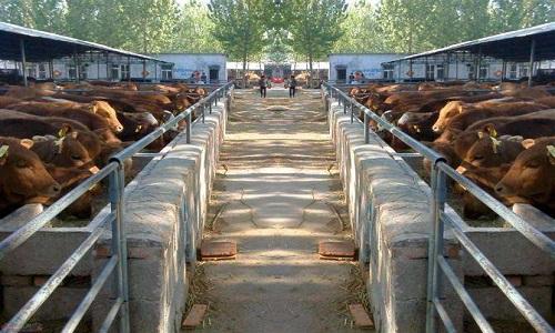 创业养牛路之百头规模牛场建设建设一个简单的养牛场的注意事项