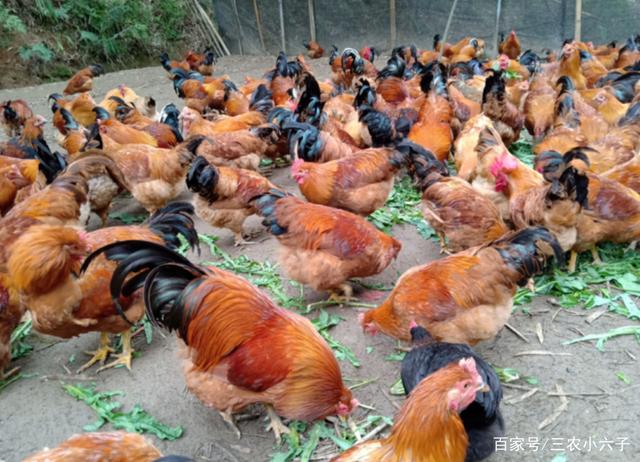 农村养鸡加盟被骗上千万养鸡加盟的真实案例或许就在你身边