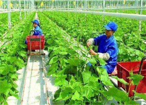 创业商机网农村 创业商机网农村工厂我做你销