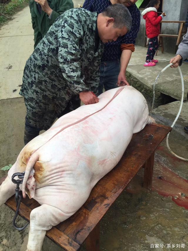 2000年以后杀猪佬儿就已经演变成了一门专门的职业,一般老百姓家杀猪