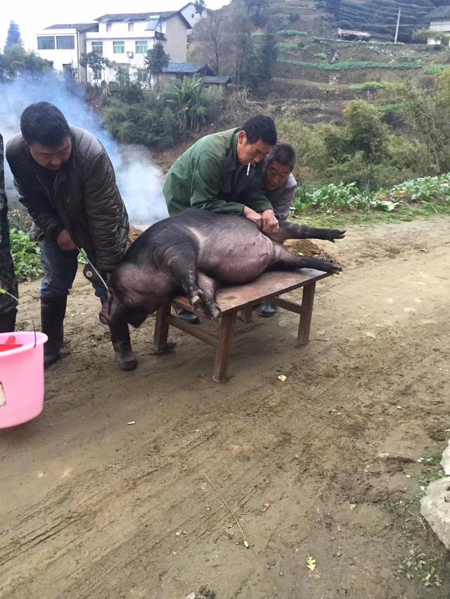 婚丧嫁娶红白喜事也都会杀猪宰羊