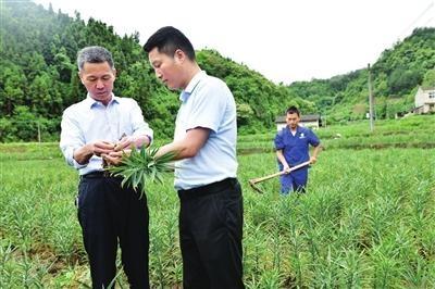 百合长势喜人三秦都市报-三秦网讯(记者 王东启)我家三口人,以前一直