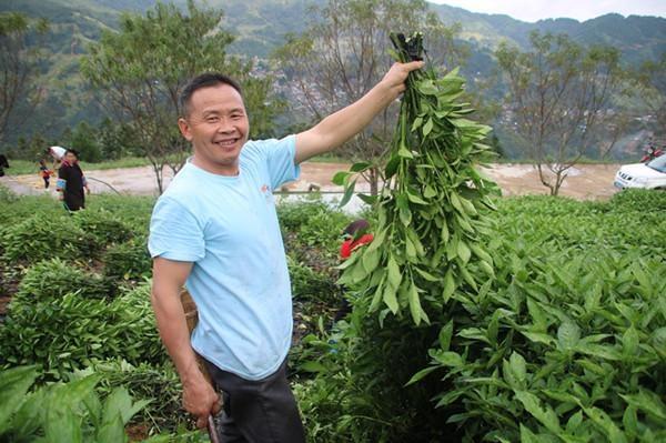 樹苗,肥料等方式,激發群眾幹事熱情,鼓勵群眾大力發展板藍根等產業