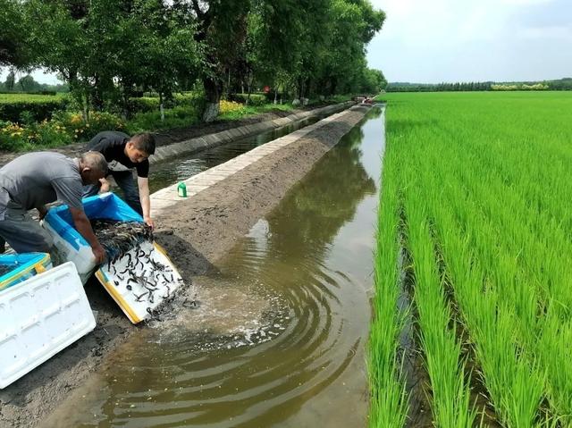 养殖泥鳅一亩赚多少钱 2018养泥鳅一亩地要投入多少钱