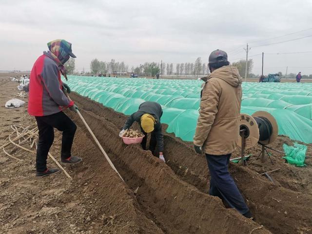 黑地膜种植生姜图片