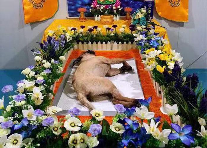 宠物殡葬加盟店有发展前景吗?