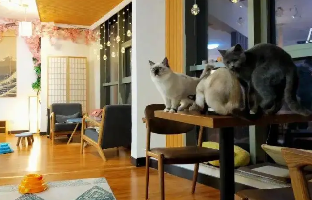 开猫咖店需要的前期准备和预算_加盟星百度招商加盟服务平台
