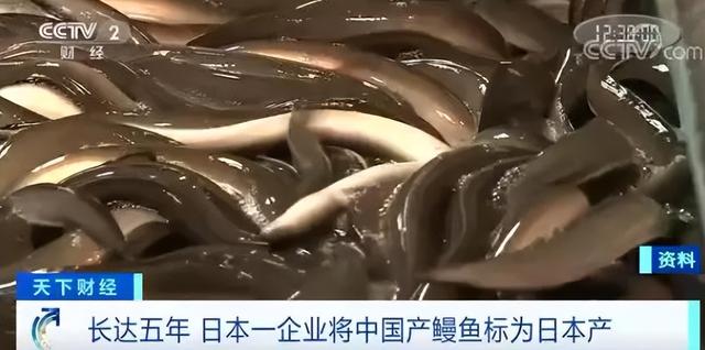 出口轉內銷,鰻魚預製菜成餐桌新寵