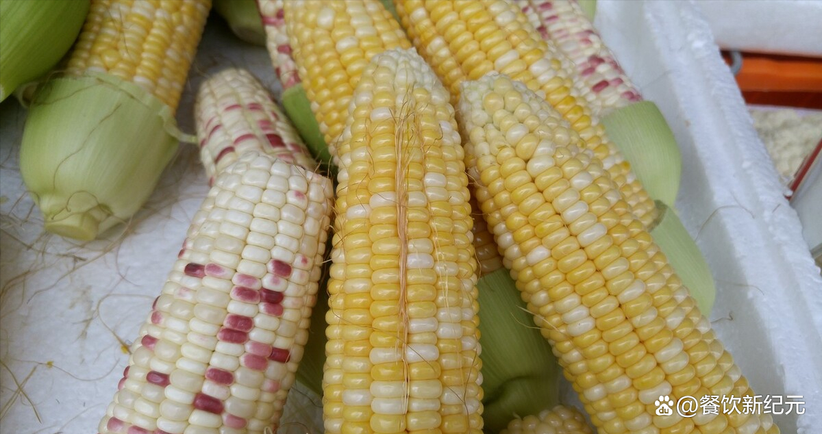 新纪元128玉米品种图片