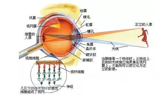 视力保护科普:保护视力,从认识眼睛开始