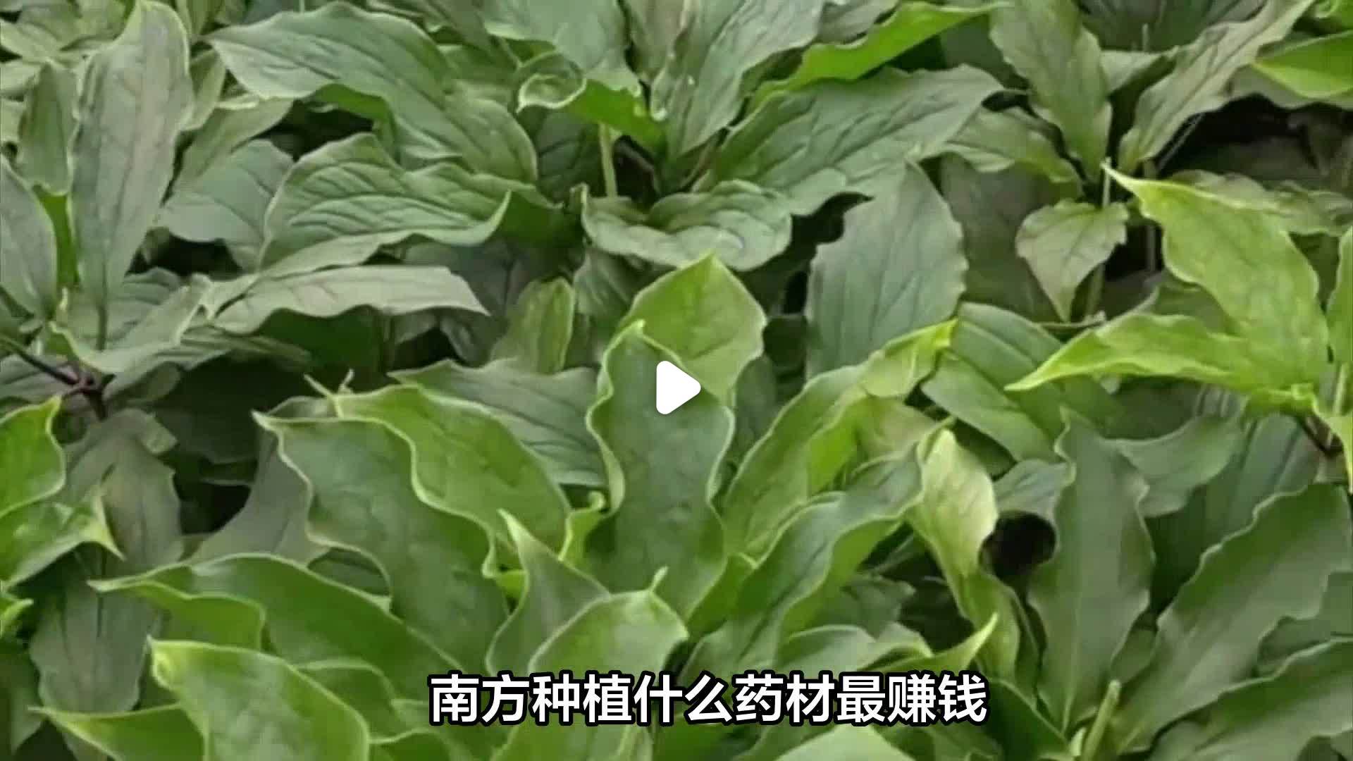 种植什么药材赚钱快不愁卖(农村种植什么药材赚钱不愁销路)