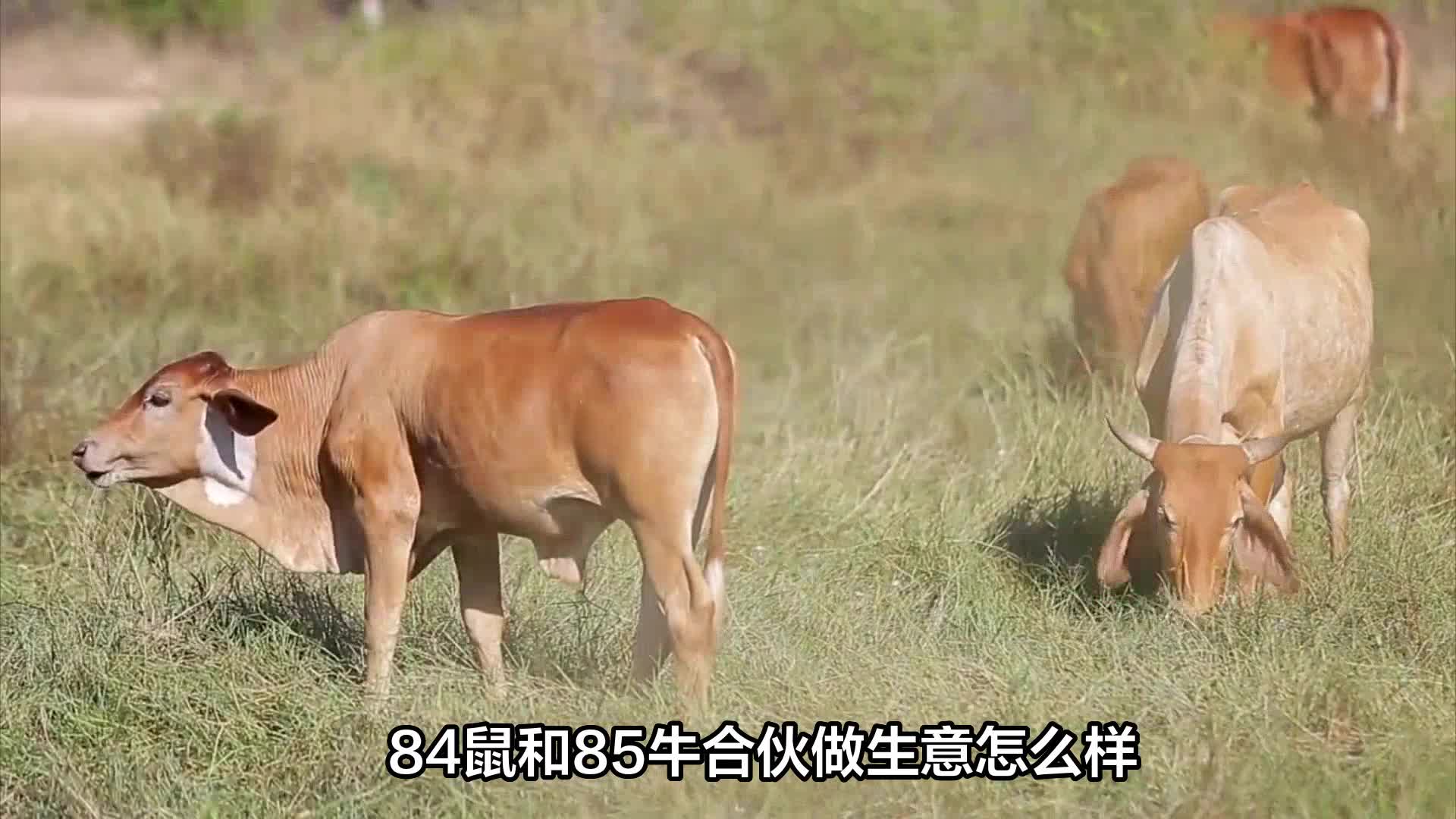 老鼠和牛恩爱图片图片