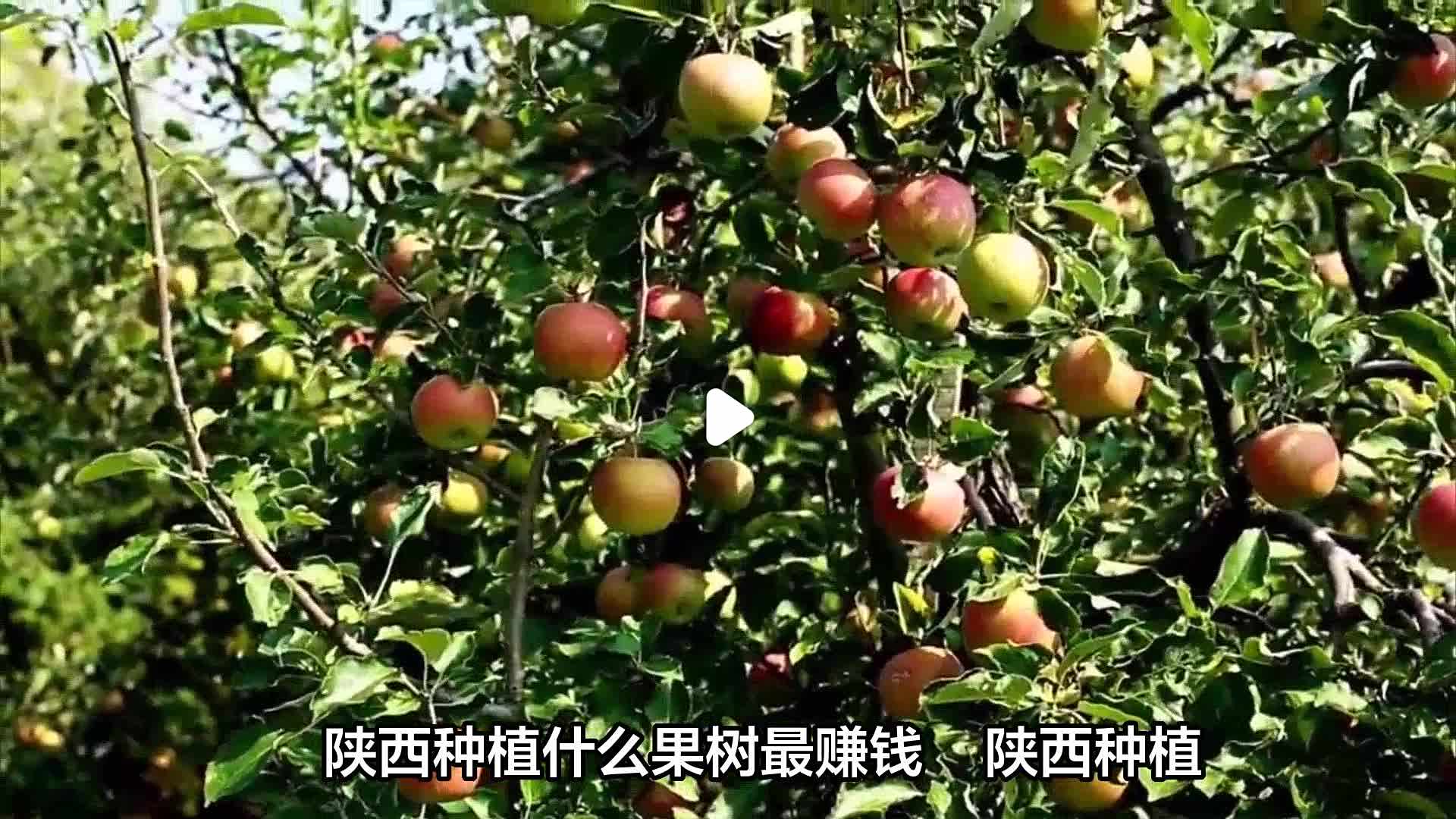 2020种植什么好赚钱吗(种植业什么最赚钱最有前景?)