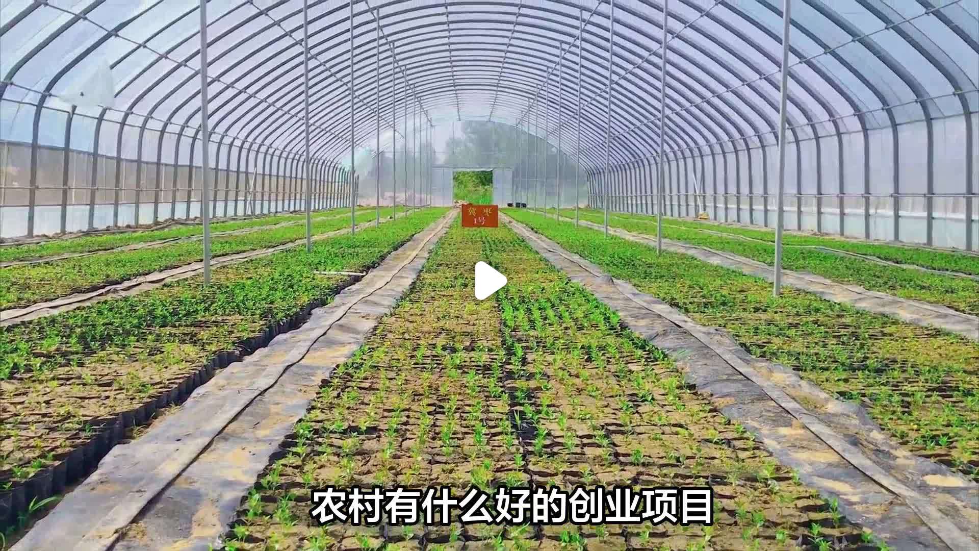农村最新创业好项目推荐(农村创业的好项目2021年)