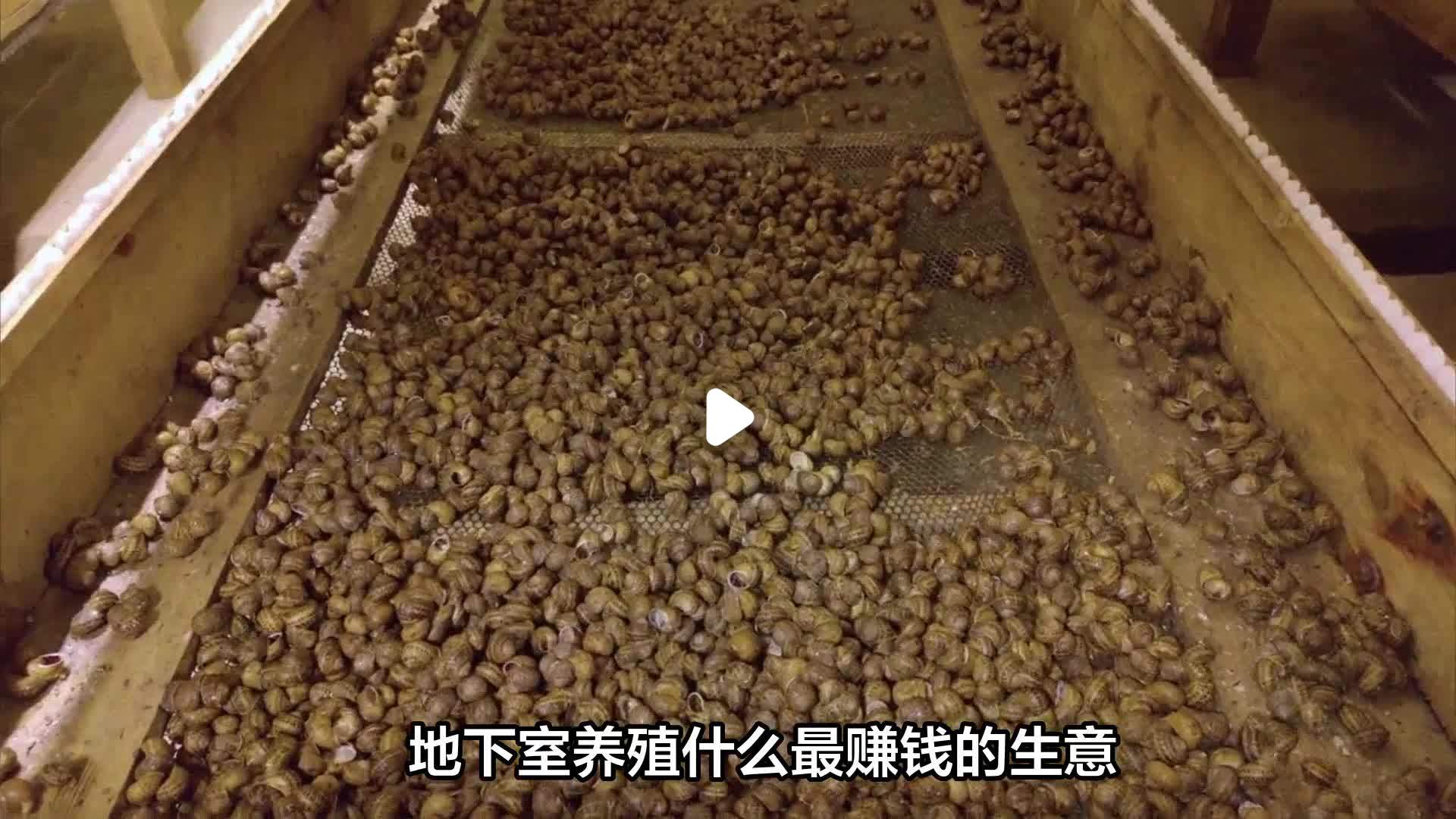 菌类养殖利润如何计算(菌类养殖利润如何计算的)