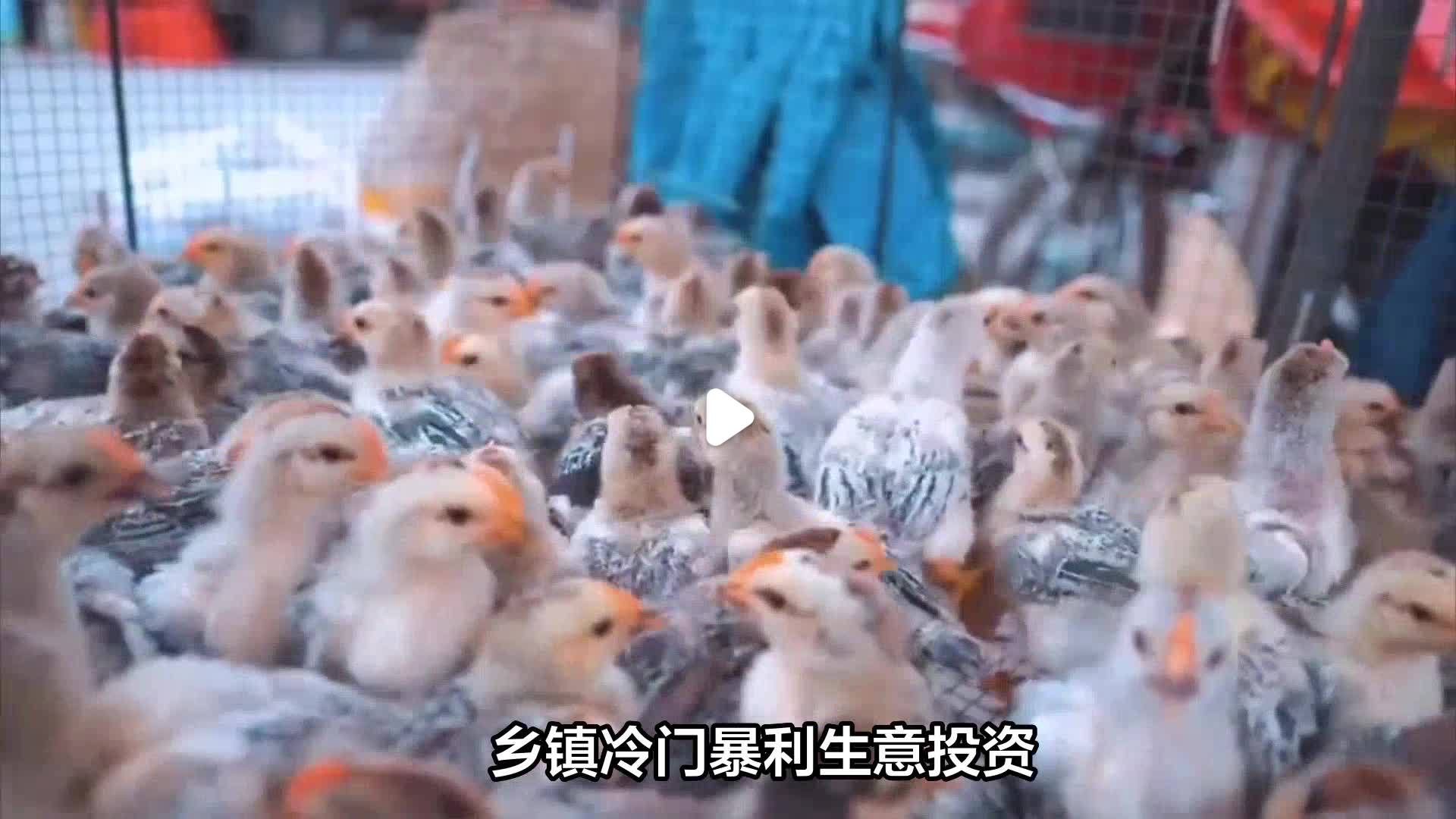 乡镇冷门暴利生意,哪些养殖能赚钱的(乡镇冷门暴利生意,哪些养殖能赚钱的呢)