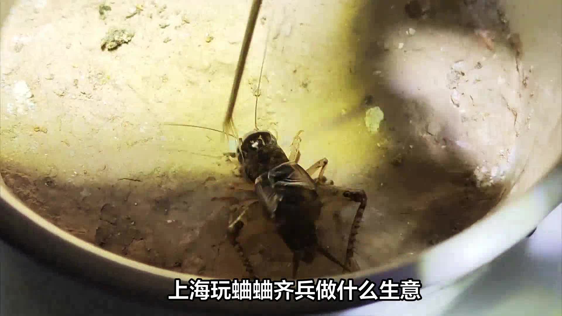 上海齐兵蟋蟀图片图片