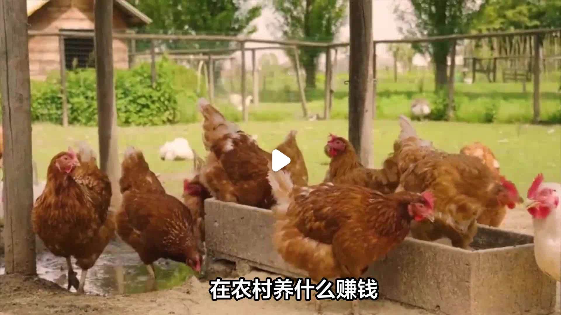 未来养殖什么赚钱(未来几年养殖业什么最赚钱农村)