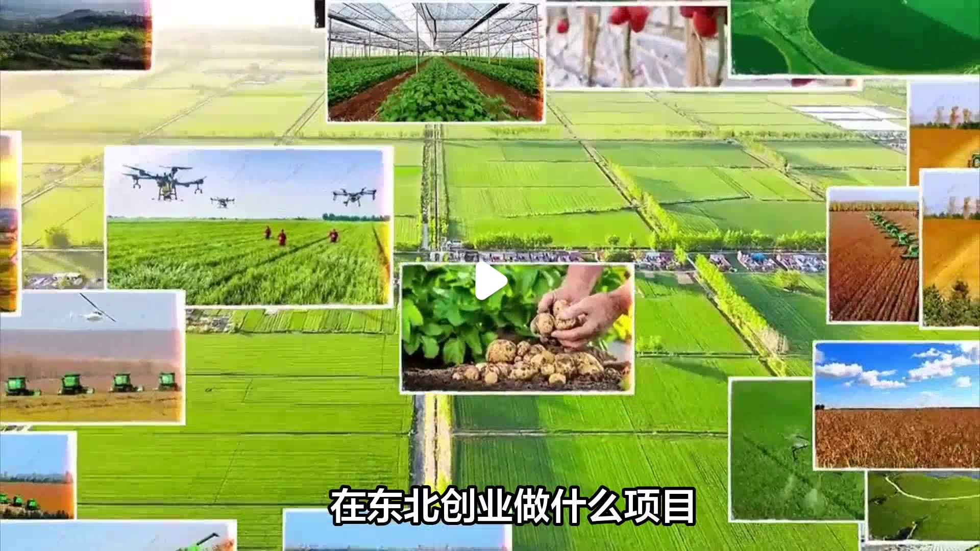 适合东北种植致富项目(东北农村种植什么赚钱不愁销路)