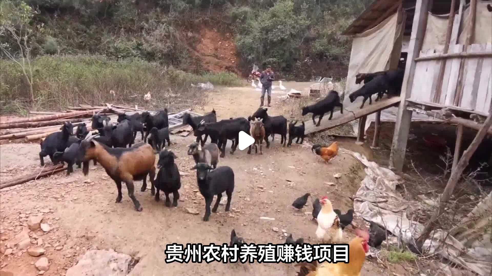 低成本养殖赚钱项目怎么样(低成本养殖赚钱项目怎么样啊)