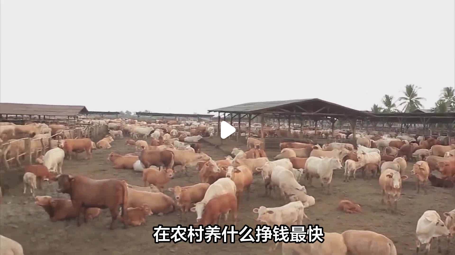 小型养殖什么赚钱快又好做(2020年小型养殖什么最赚钱)