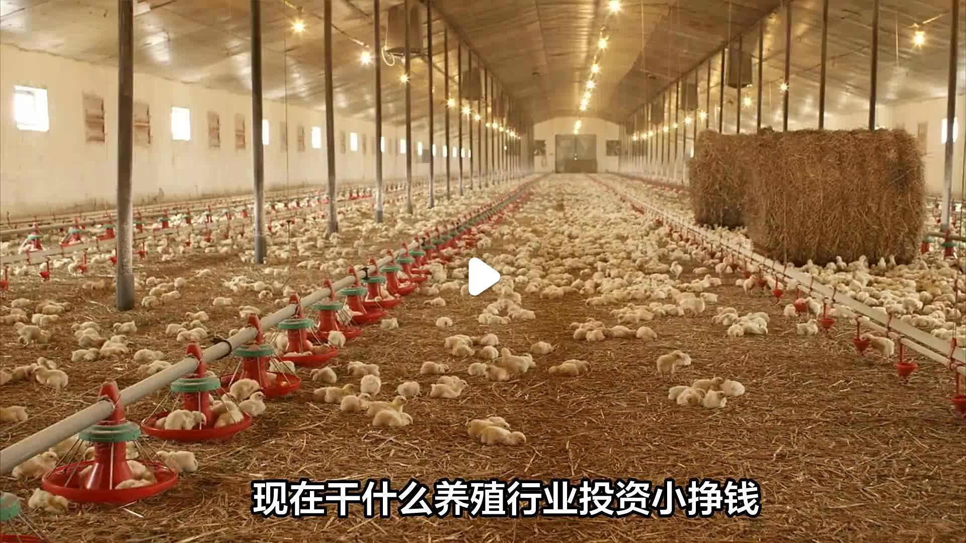 养殖什么投资小回报快(养殖什么投资最小)