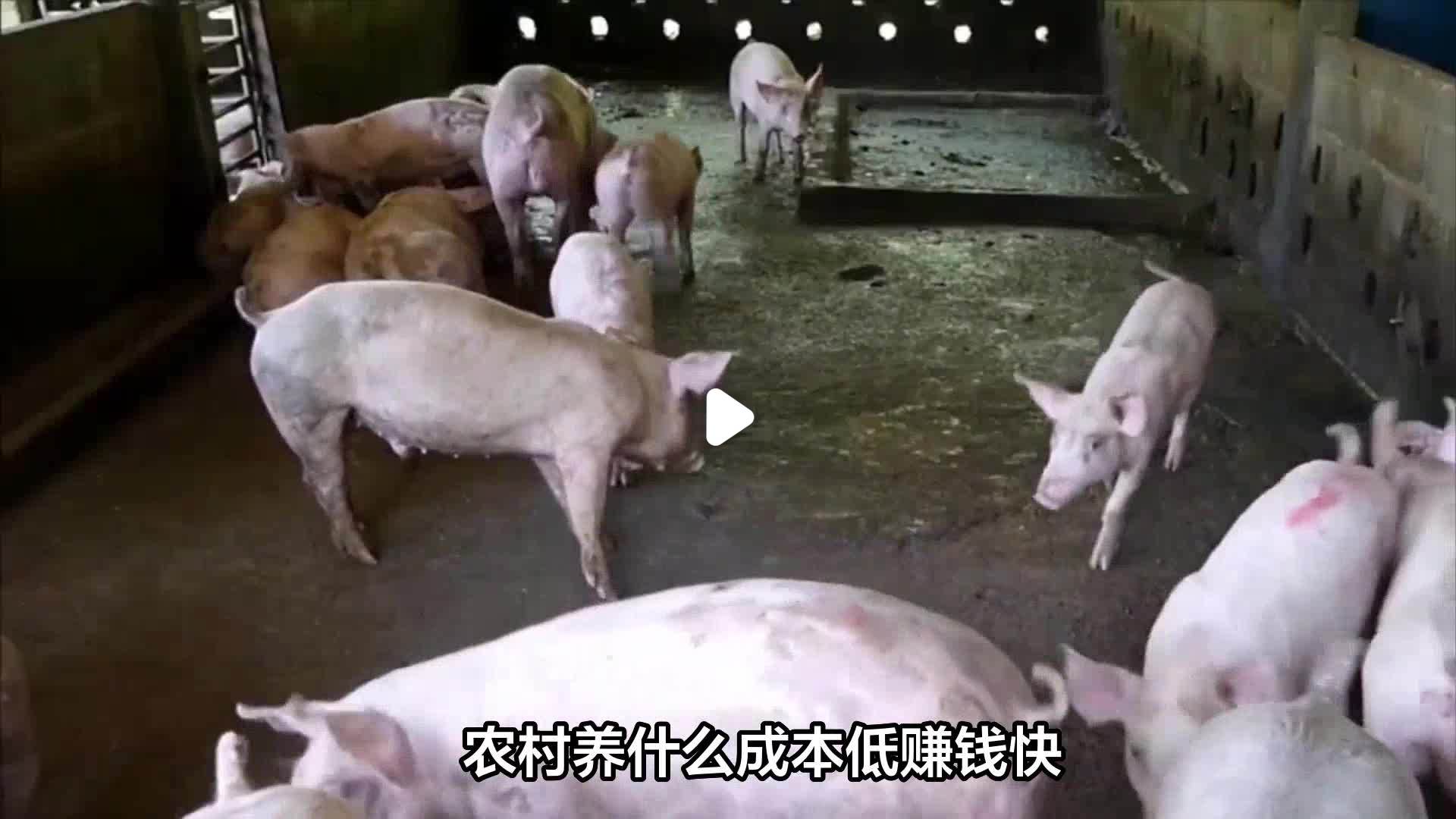 低成本养殖赚钱项目有哪些(低成本养殖赚钱项目有哪些呢)