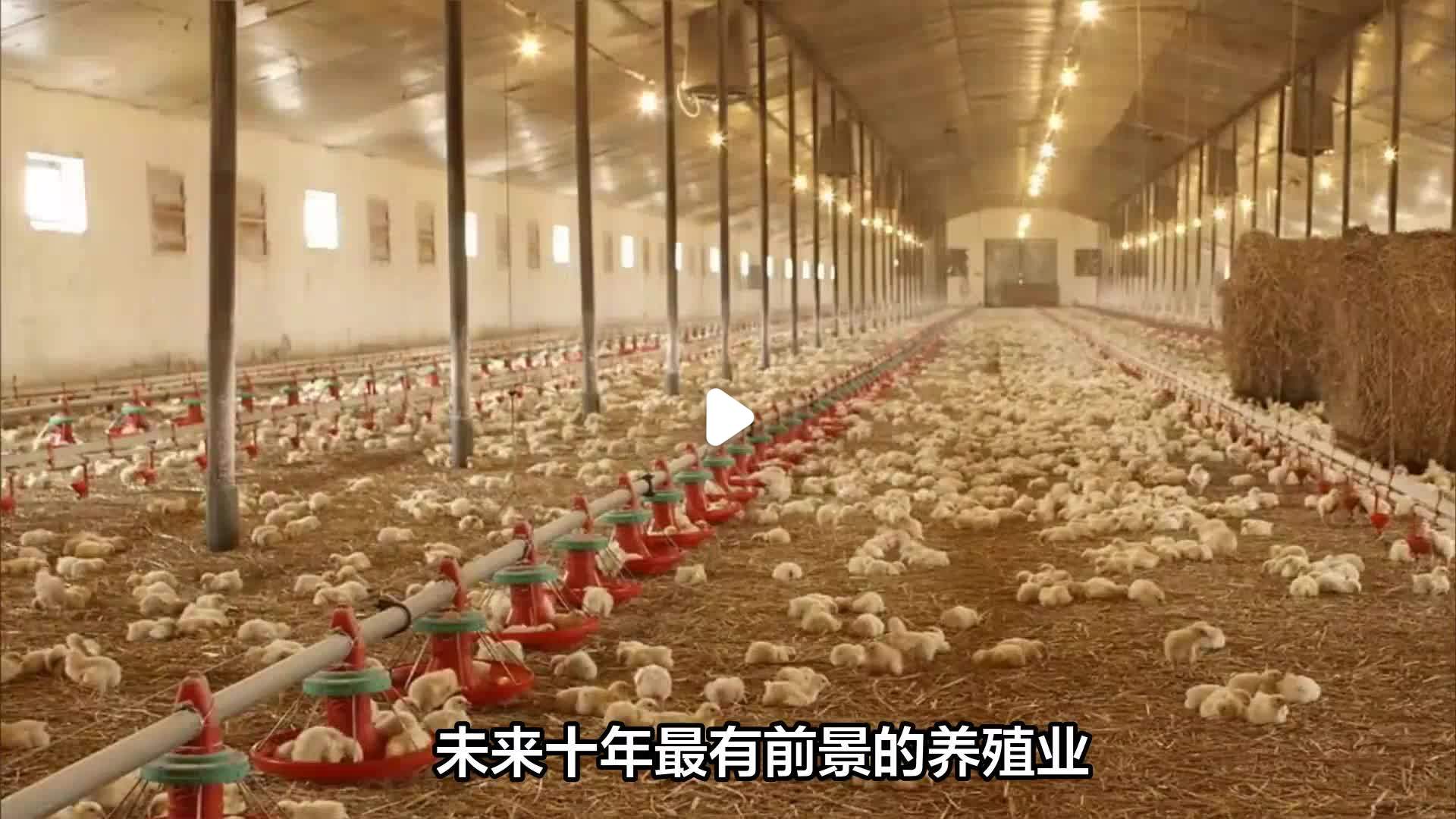 小成本养殖业发展前景(小成本养殖业发展前景如何)