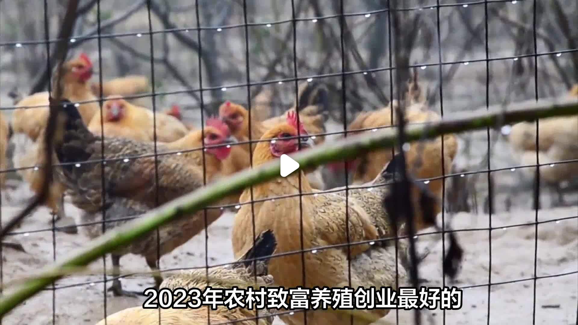 农村种植养殖致富项目(农村种植养殖致富项目有哪些)