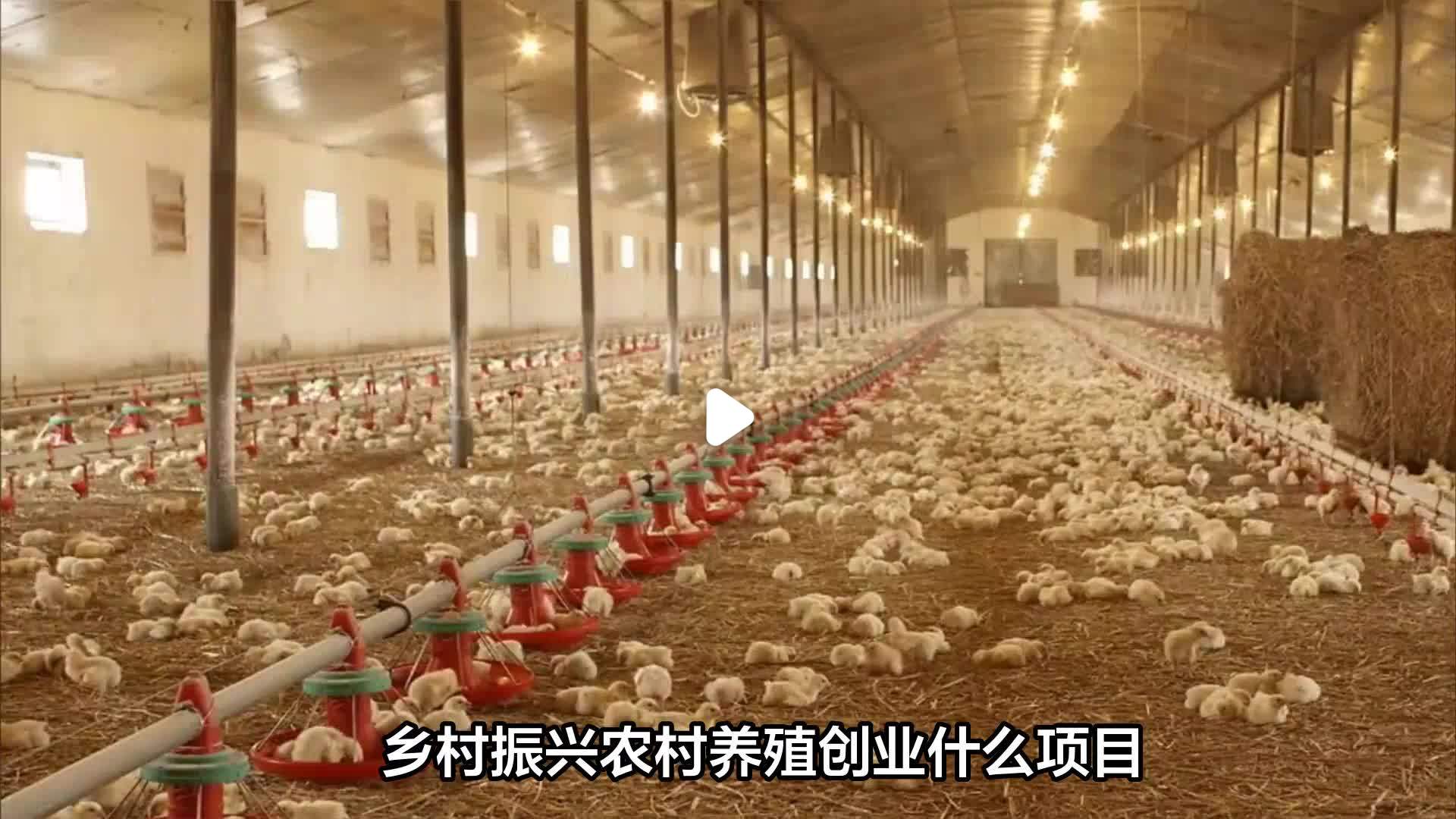 创业好项目养殖(创业养殖做什么好)
