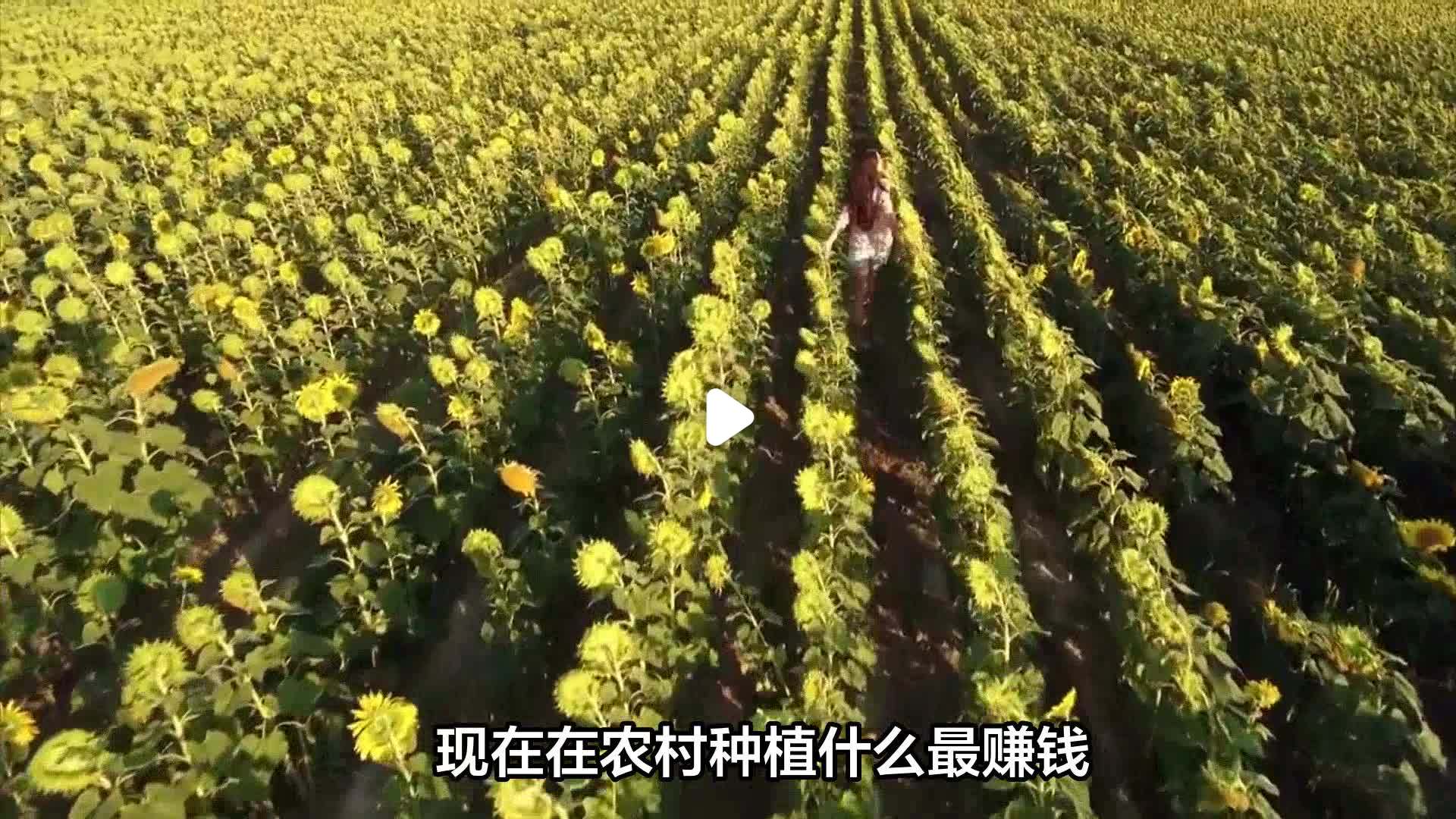 种植什么最赚钱?(星露谷物语春季种植什么最赚钱)