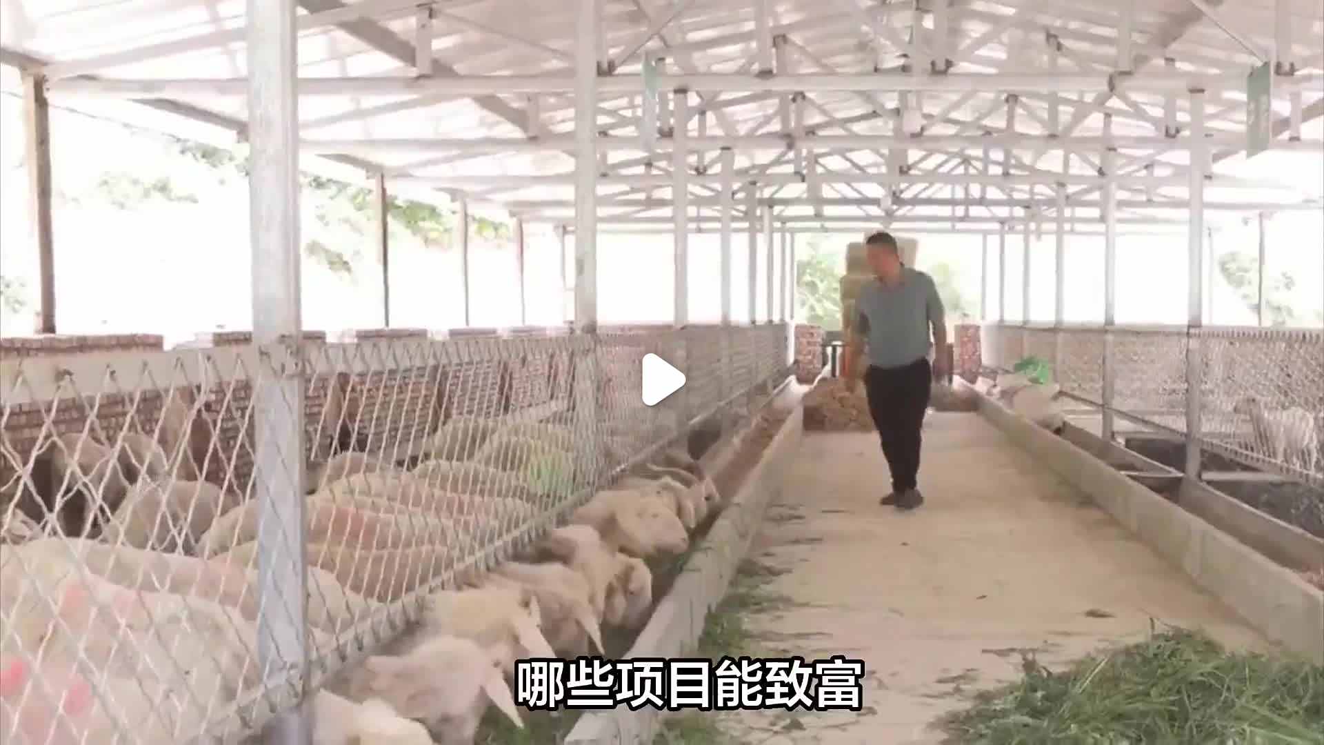 农村创业的好项目养殖业(农村创业的好项目养殖业有哪些)
