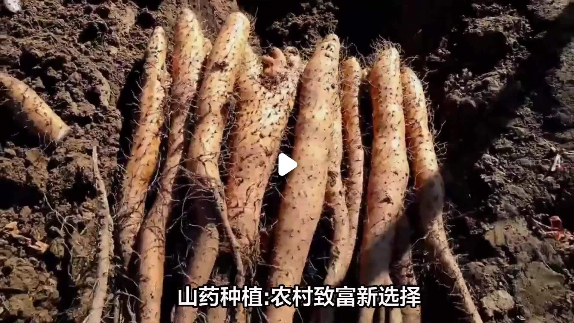 最新致富项目有哪些(最新致富项目有哪些名称)