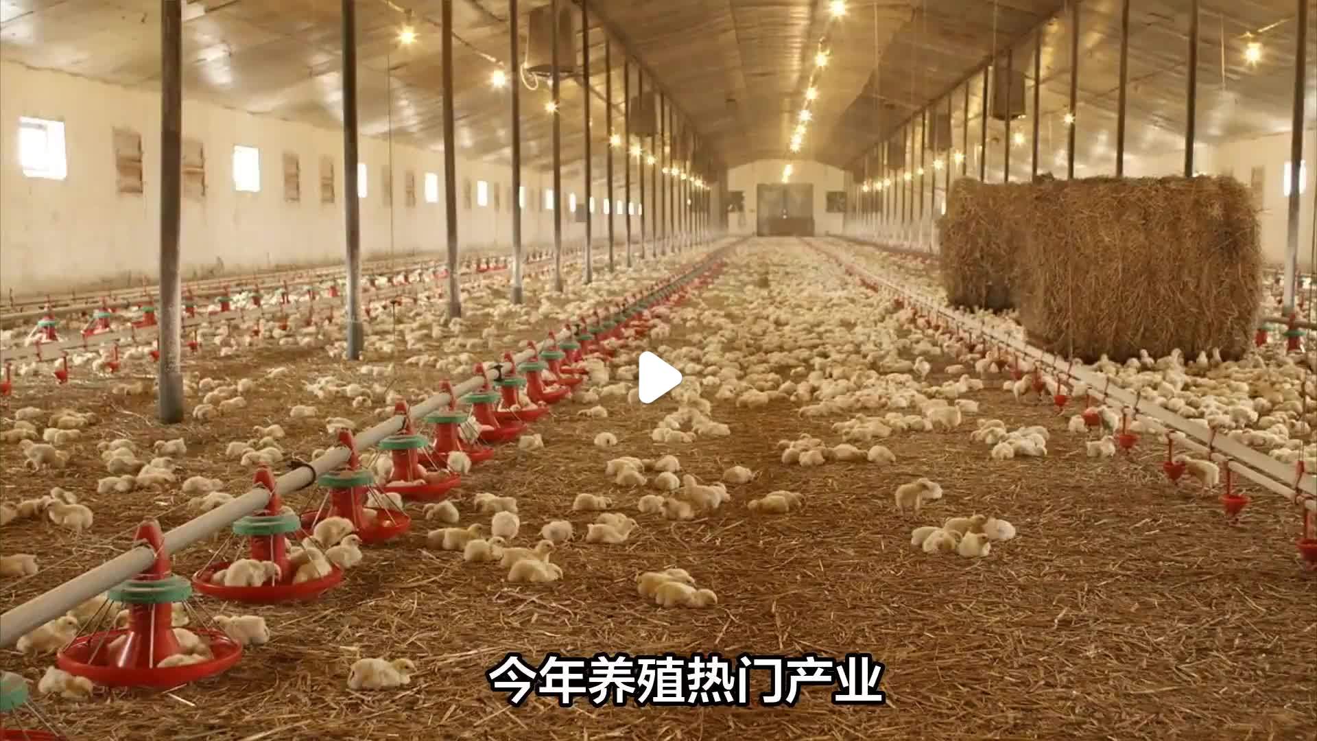 2021年搞什么养殖最赚钱(2021年搞什么养殖最赚钱呢)