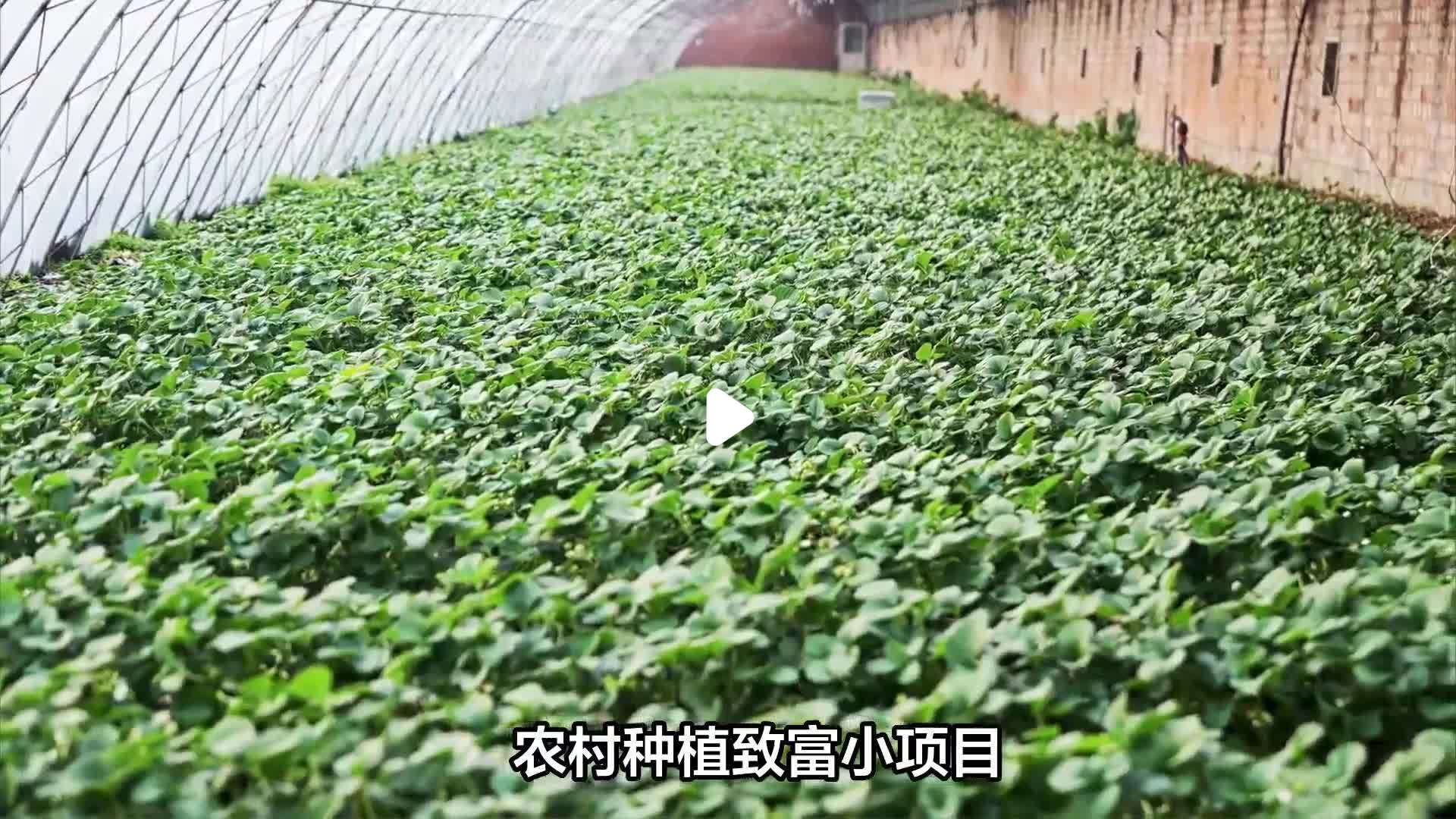 种植业致富项目(种植致富农村项目大全)