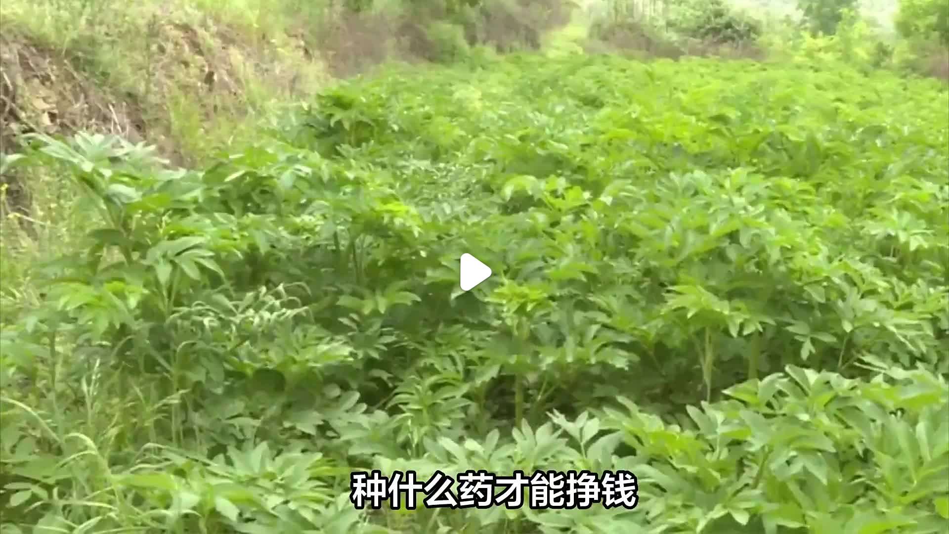 种植什么最值钱最赚钱(种植什么最值钱最赚钱呢)