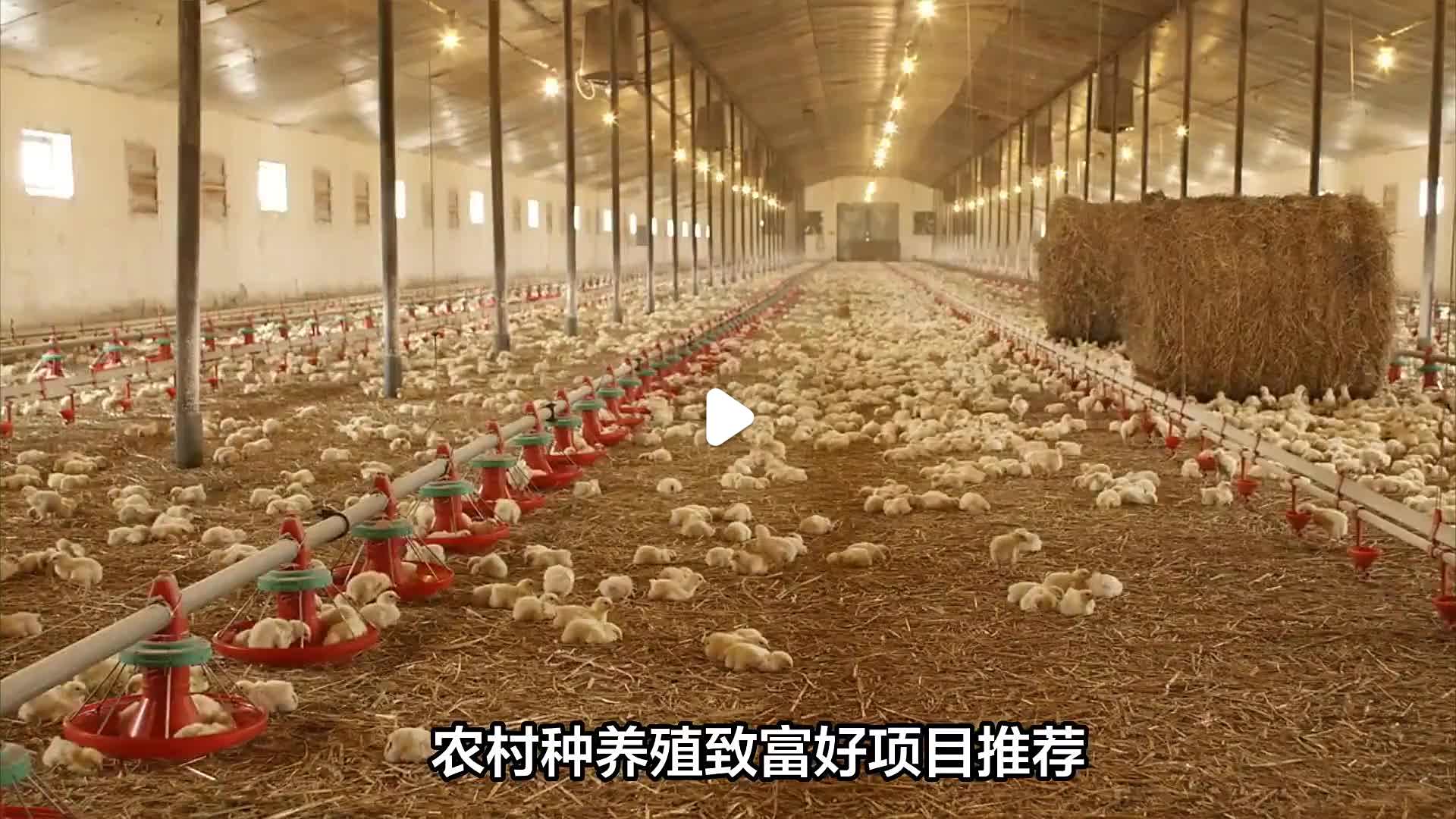 致富有哪些项目(致富有哪些项目好做)