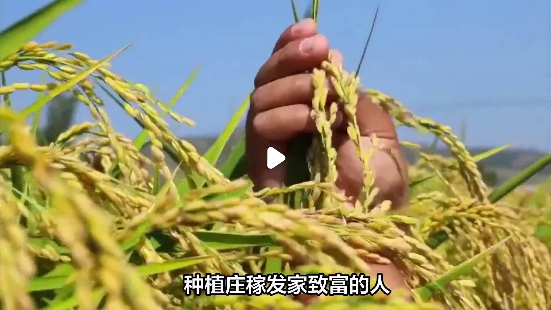 农民种植致富(农民种植致富案例)
