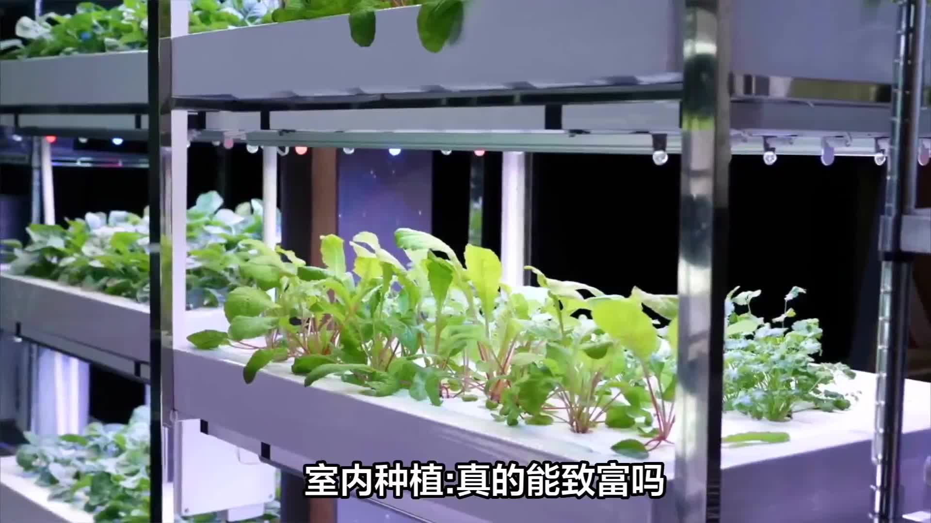 室内种植致富图片