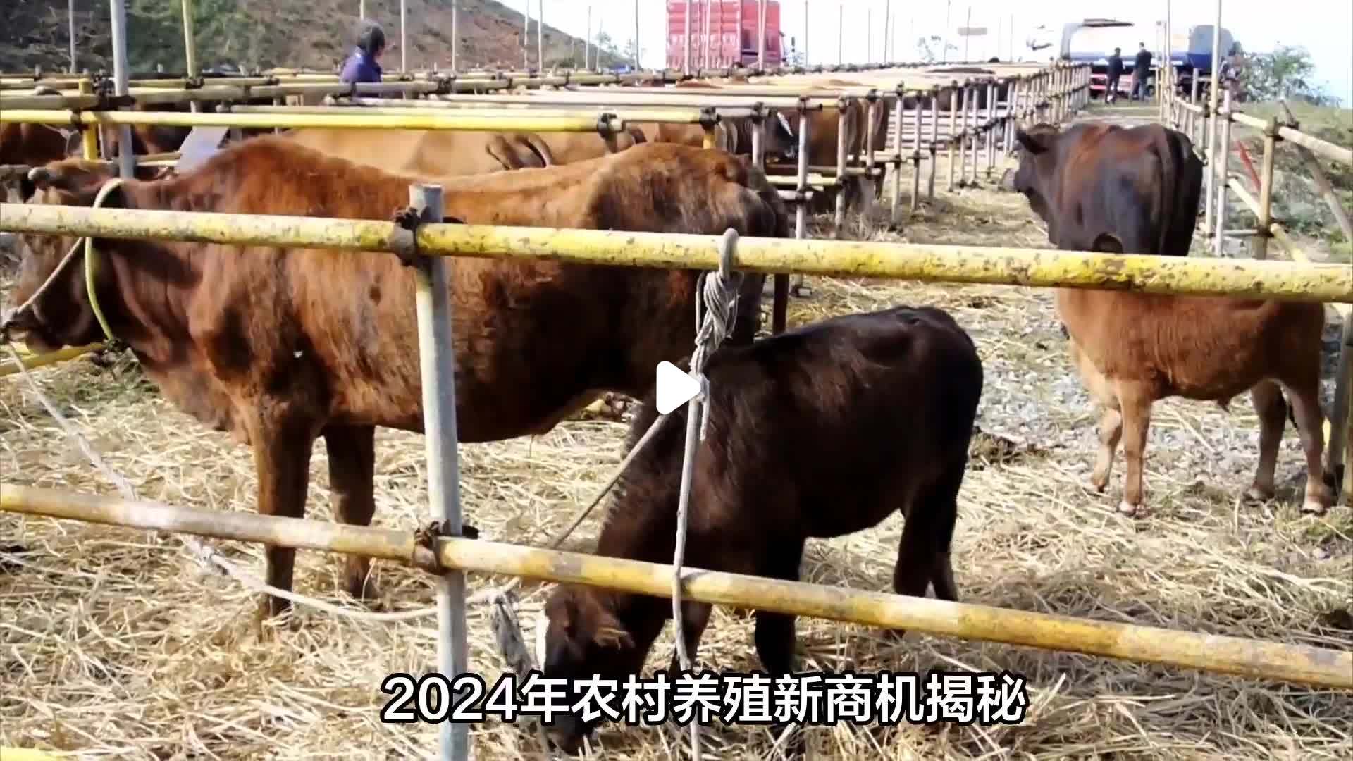 养殖业的致富项目养殖什么赚钱(养殖业什么最赚钱农村2020年视频)