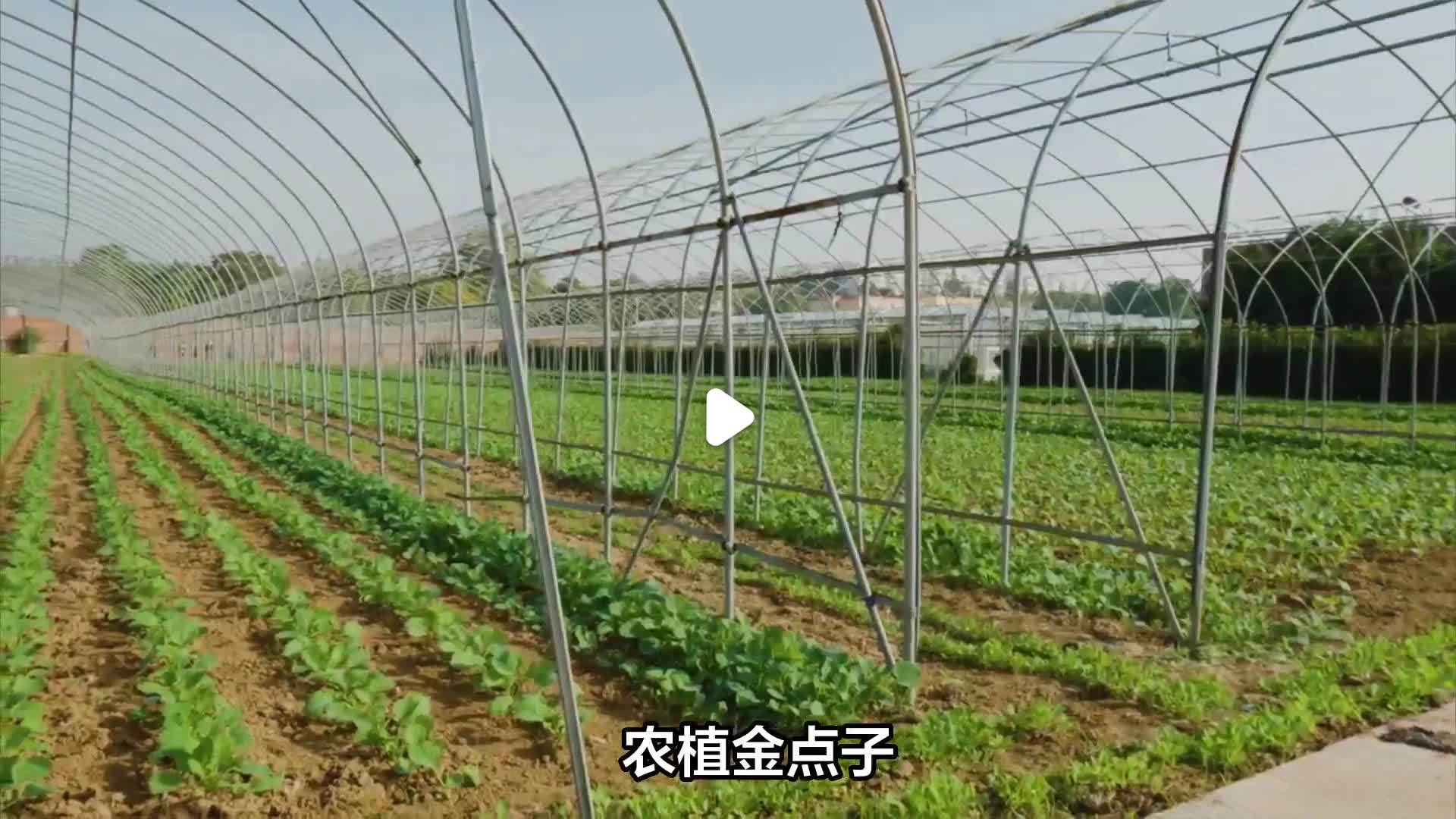 致富小项目大全视频(2020年致富小项目)